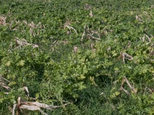 Field of CCS 779 plants used as a cover crop, along with rye, winter pea and clover.